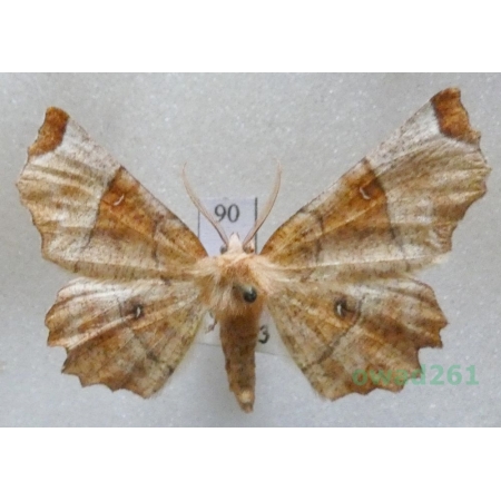 Selenia lunularia (Hübner, 1788) male Slovakia90